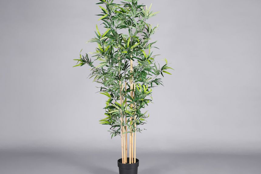 Plant - Bamboo main image