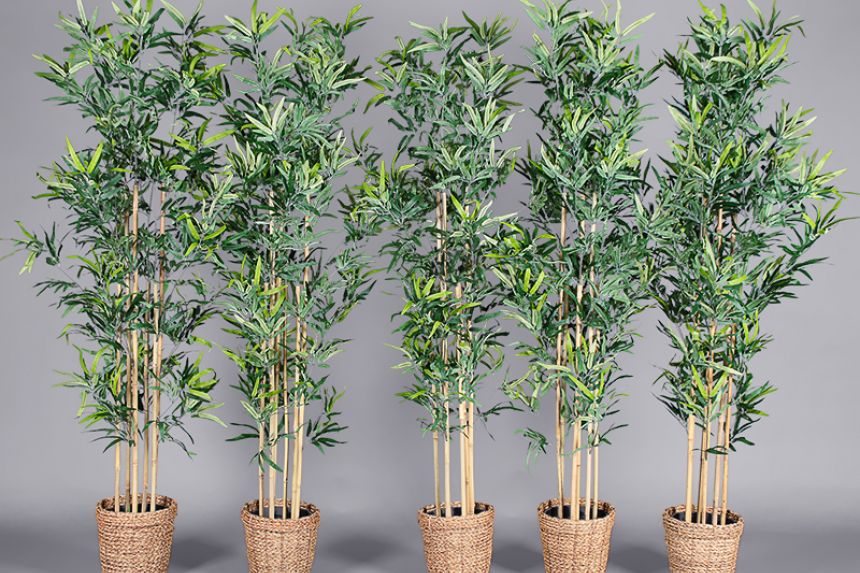 Plant - Bamboo thumnail image