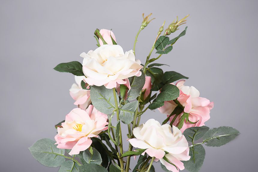 Plant - Rose bush  thumnail image