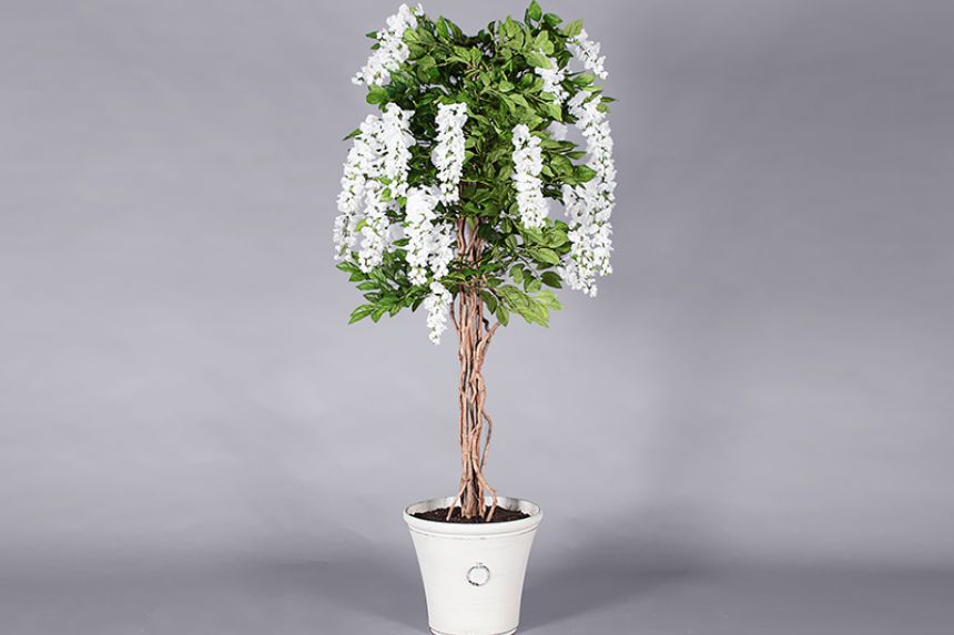 Plant - Wisteria tree  thumnail image