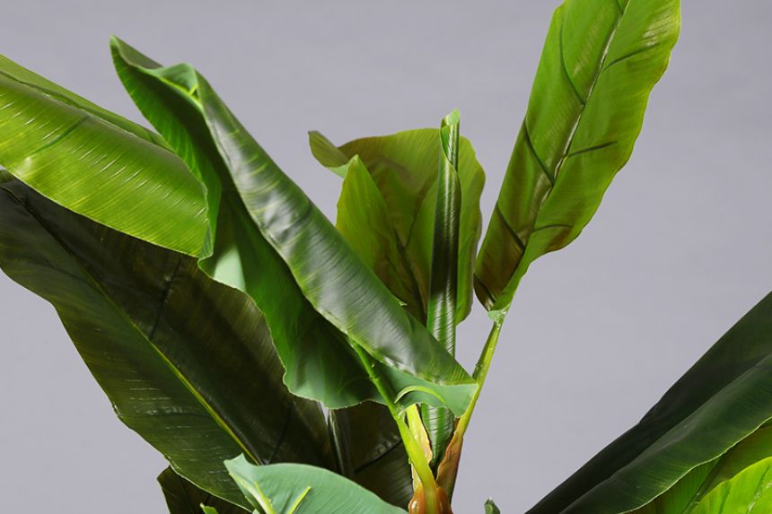 Plant - Banana tree  thumnail image