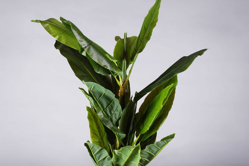 Plant - Banana tree  thumnail image