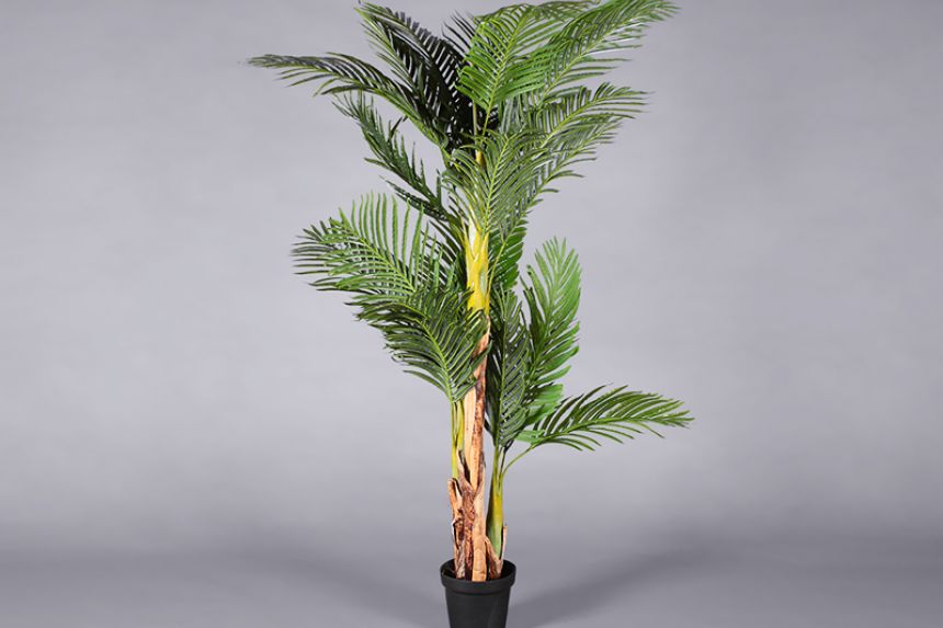 Plant - Palm Tree main image