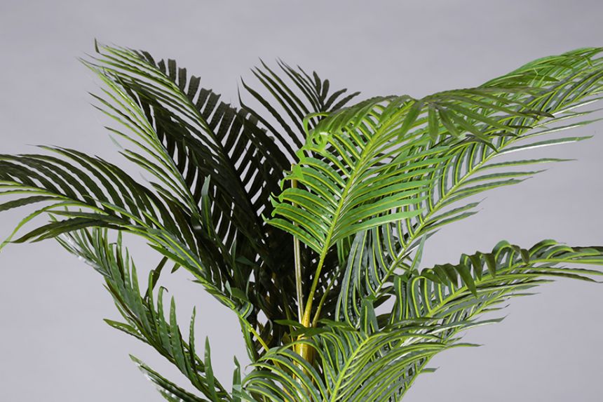Plant - Palm Tree main image