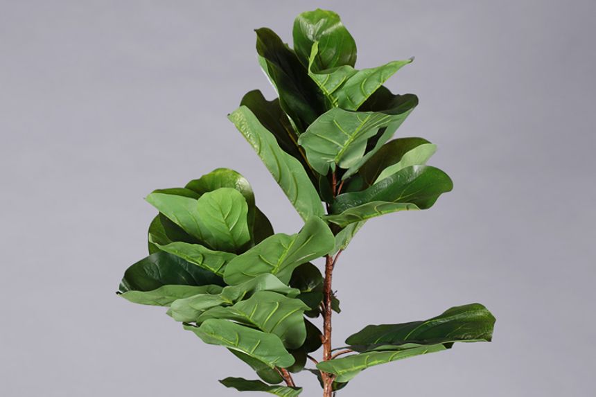 Plant - Tropical tree main image