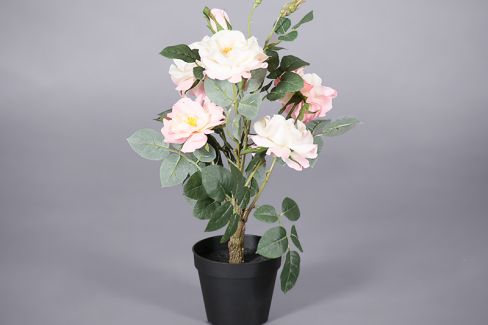 Plant - Rose bush 