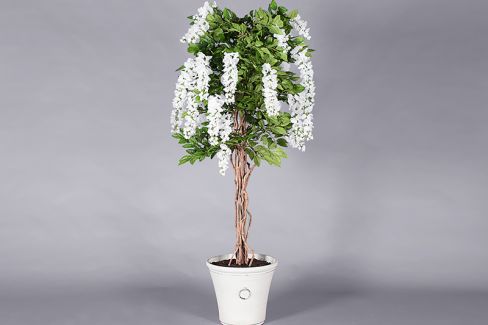 Plant - Wisteria tree 