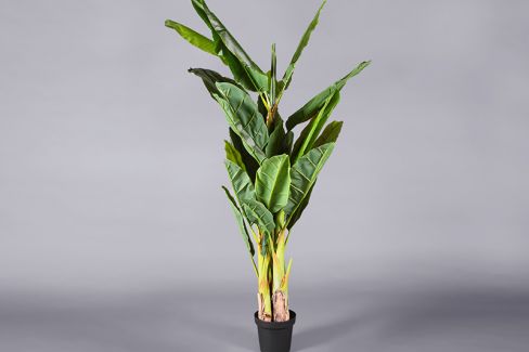 Plant - Banana tree 