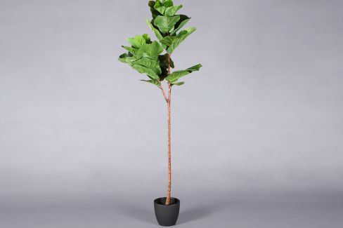 Plant - Tropical tree