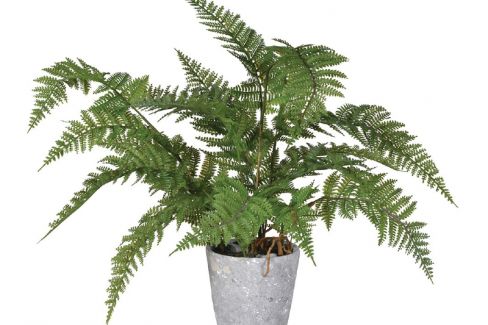 Plant - Fern with cement pot