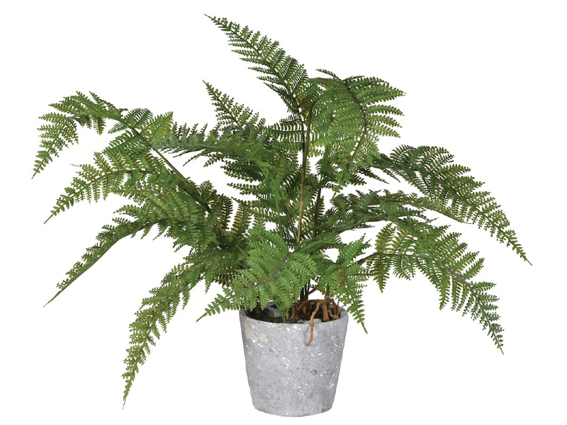 Plant - Fern with cement pot main image