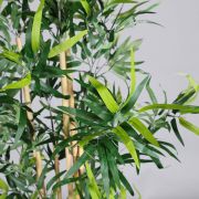 Plant – Bamboo