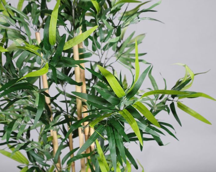 Plant – Bamboo