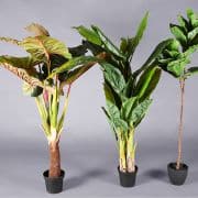 Plant – Tropical tree
