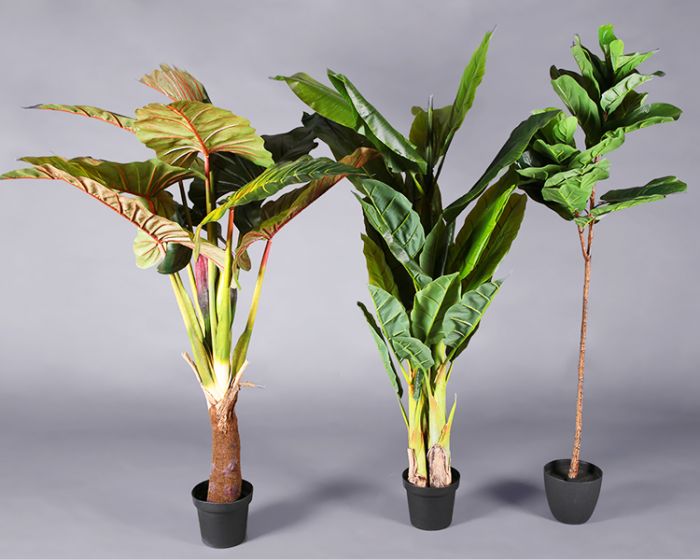 Plant – Banana Tree