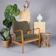Plant – Dieffenbachia