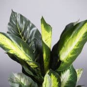 Plant – Dieffenbachia