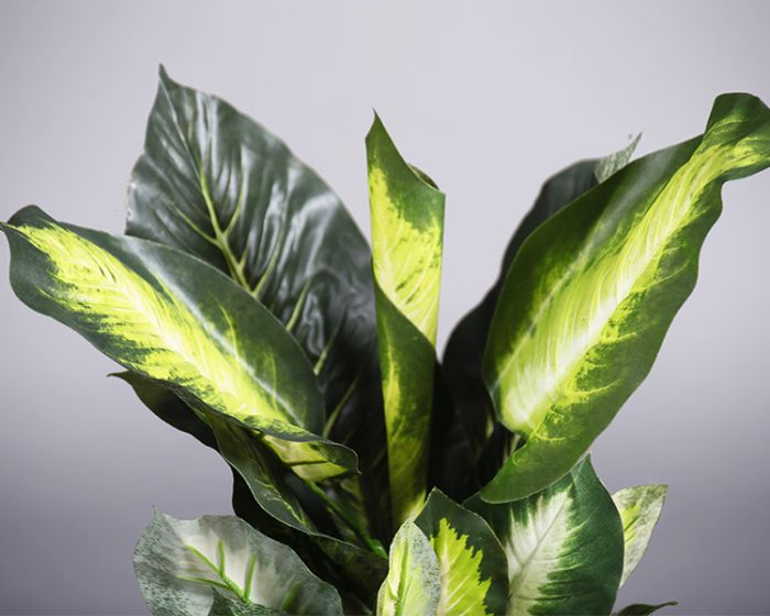 Plant – Dieffenbachia