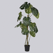 Plant – Monstera