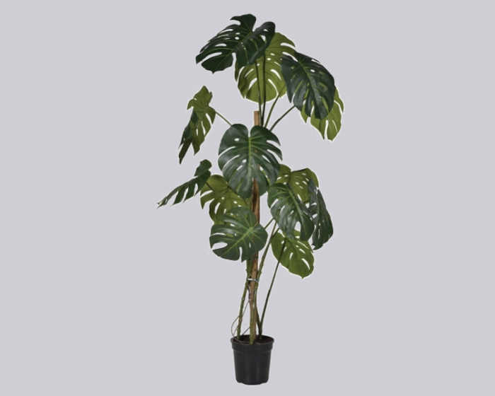 Plant – Monstera