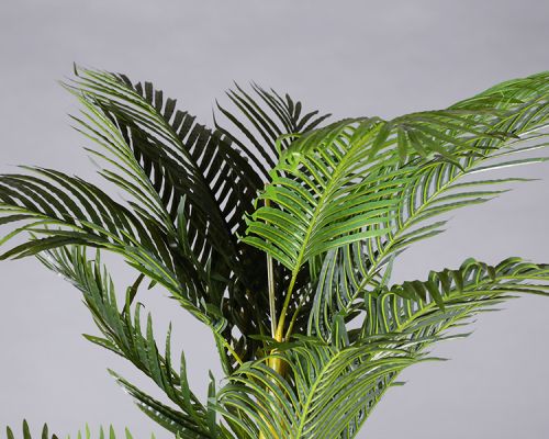 Plant – Palm Tree
