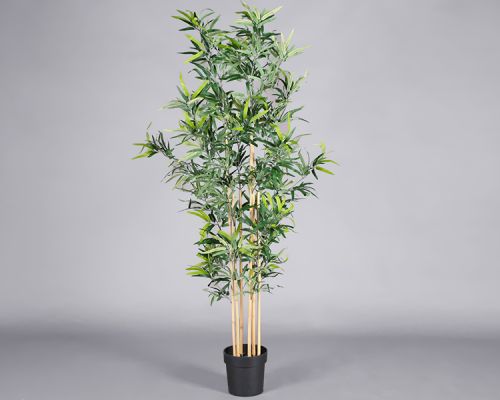 Plant – Bamboo
