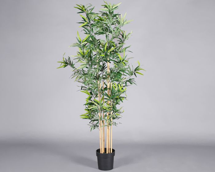 Plant – Bamboo