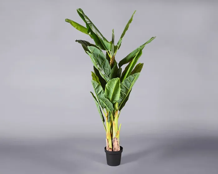 Plant – Banana Tree
