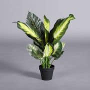 Plant – Dieffenbachia