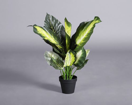 Plant – Dieffenbachia