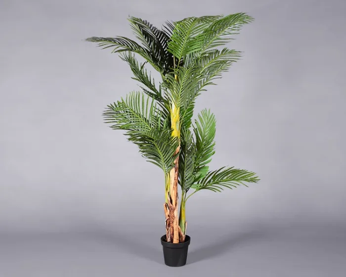 Plant – Palm Tree