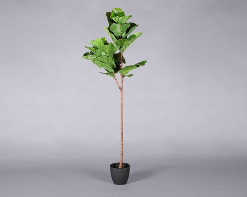 Plant – Tropical tree