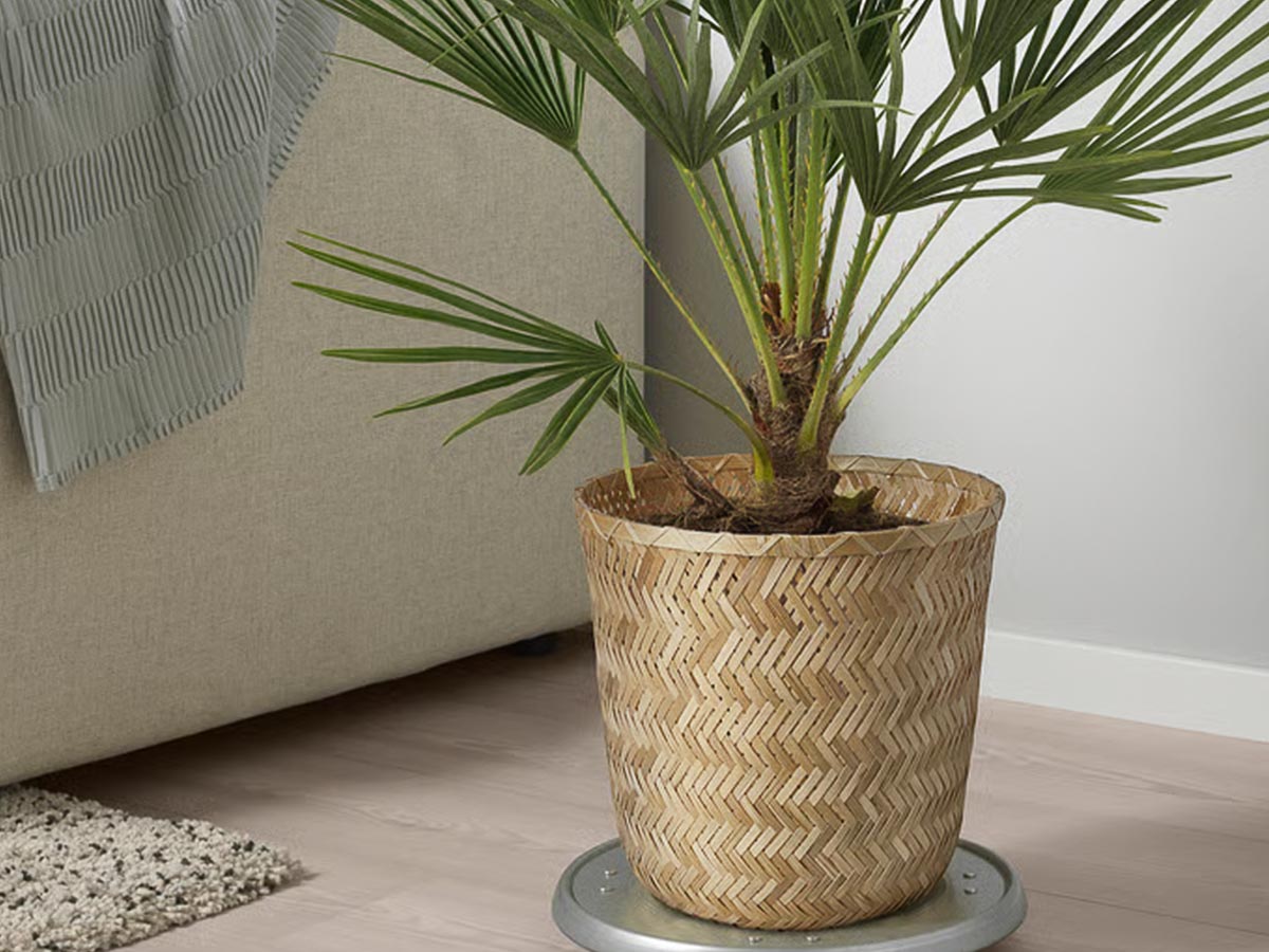 Bamboo pot for plants